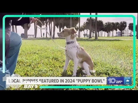 Local dog featured in 2024 Puppy Bowl