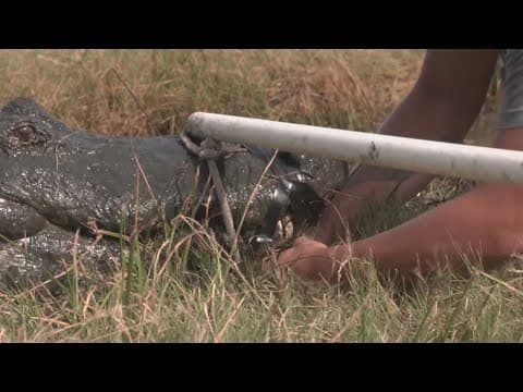 Officials relocate gators from South Padre island in anticipation of Hurricane Beryl