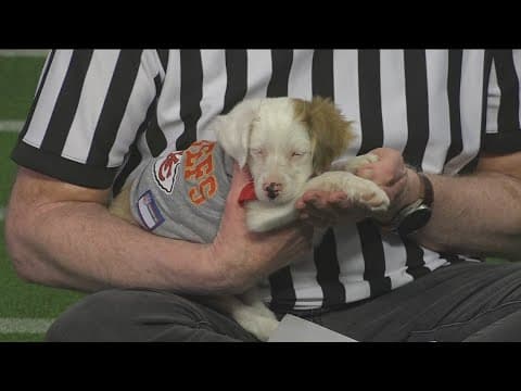 Meet the San Diego pups for CBS 8's 'Puppy Bowl'