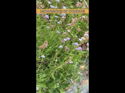 Moment of Zen: Monarch migration