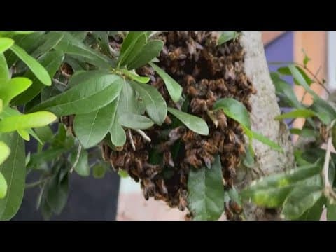 Bee swarm surprises New Orleans neighborhood, finds safe new home thanks to retired beekeeper