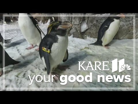 Your Good News: Penguin turns 40