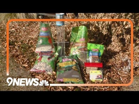 Proctor's Garden: Backyard bird watching tips