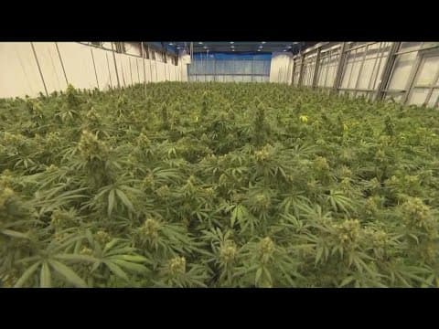 San Diego man 'locked up, now locked out' of marijuana industry