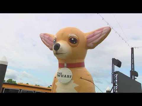 Preview: Running of The Chihuahuas returns to the Wharf