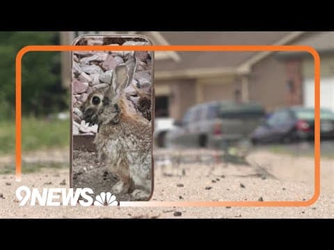 Experts say the 'zombie rabbit' virus has been around for a while, helped with HPV research