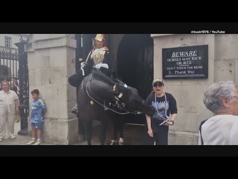 Buckingham Palace horse goes viral for biting tourist on video