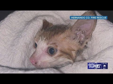Hernando County Fire Rescue saves kitten trapped inside storm drain