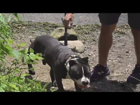 How warm water can cause toxic algae outbreaks that can poison pets | ECO9