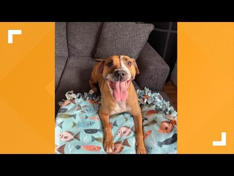 Pets of the Week: 2-1-2025