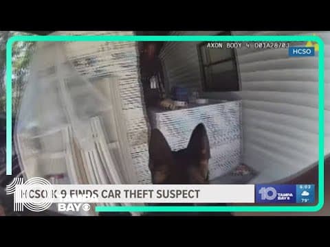 Hillsborough County Sheriff K-9 tracks down suspected car thief