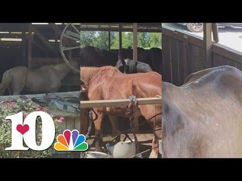 TN Dept. of Agriculture investigating Jayell Ranch Adventure Park in Sevier Co.