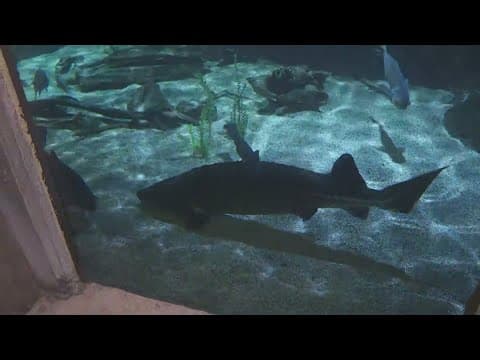 Audubon Aquarium and Insectarium reopens after renovation