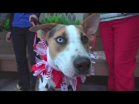 Santa Paws is coming to town!