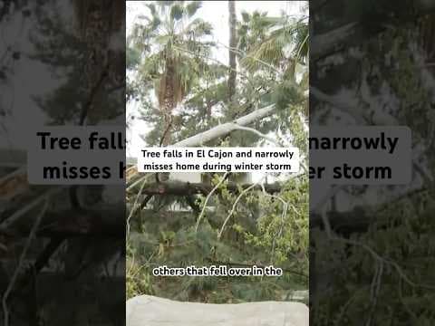 Tree falls in El Cajon during San Diego County winter storm and narrowly misses homes.