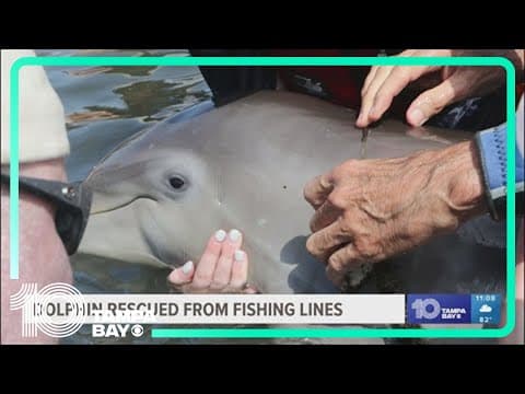 Rescuers save baby dolphin entangled in fishing line in Florida