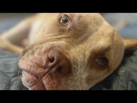 Dog with disability saved from euthanasia, now doing ‘swimmingly’