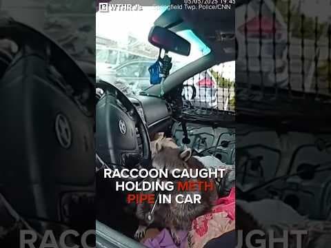Raccoon caught holding meth pipe to its mouth by police