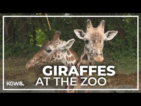Celebrating World Giraffe Day at the Oregon Zoo
