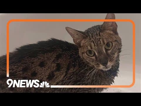 Cat reunited with owners after showing up at neighbor's home during Quarry Fire
