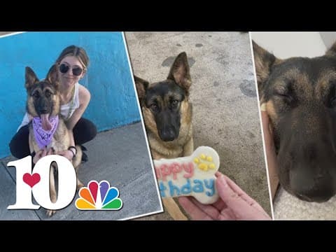 10Investigates: Young-Williams addresses animal abuse charges