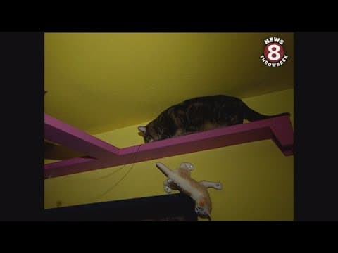 Cat House in San Diego, 2004