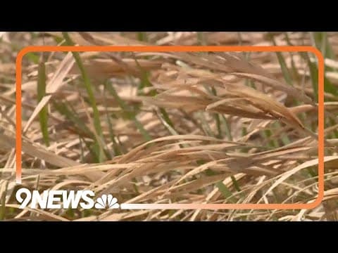 Colorado has seen more fire weather warnings than usual this February