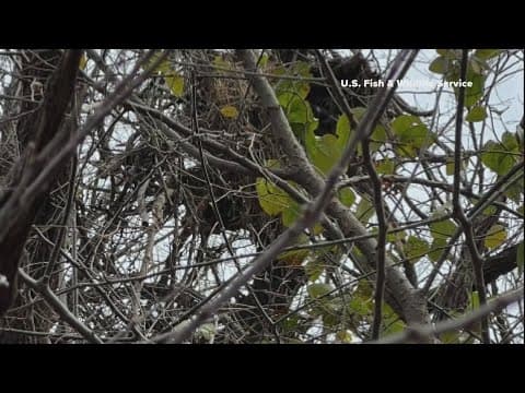 Officials offer reward for information about destroyed bald eagle nest