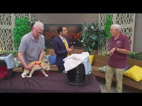 Friends of Cats rescue celebrates new movie ‘Paws of Fury: The Legend of Hank’ in theaters July 15