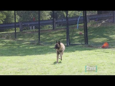 Tailwaggers: Meet Stevie