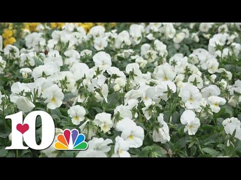 How to prepare your plants for freeze warning