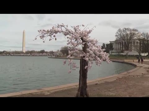 Japan's Prime Minister promises 250 more Cherry Blossoms | The Night Cap