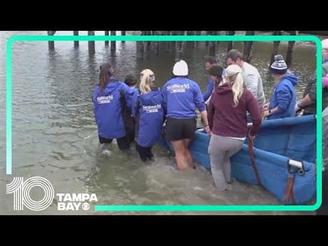 Pamlico the manatee finds new home in Florida after North Carolina rescue