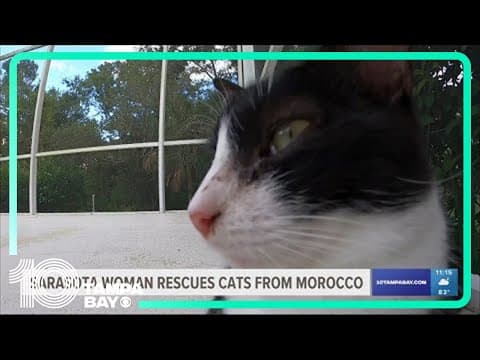 Sarasota woman rescues cats from Morocco, starts nonprofit to help with adoption process