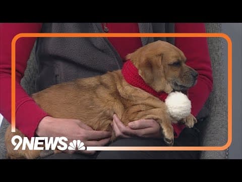 Colorado Gives Day: Pepper's Senior Dog Sanctuary