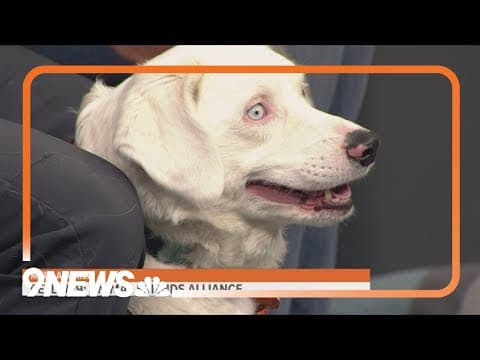 This sweet pup is deaf, visually impaired and looking for a new home