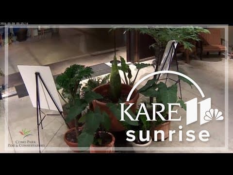 You can see — and smell — a corpse flower in bloom at Como Park Conservatory