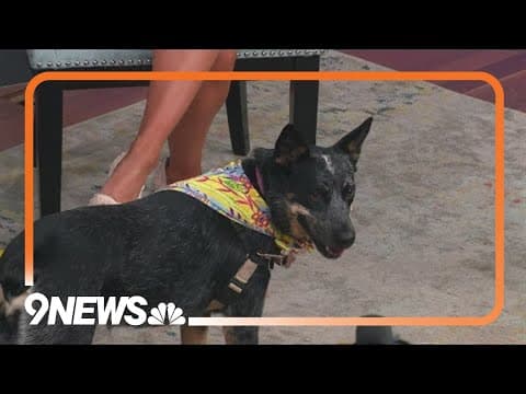 Petline9: After 110 days, Canuta is ready for a forever home