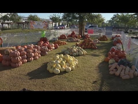 Here's how to best handle pumpkins in the Texas heat