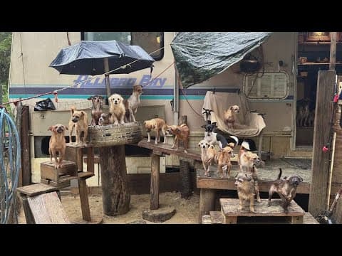 100 small dogs need homes after rescue