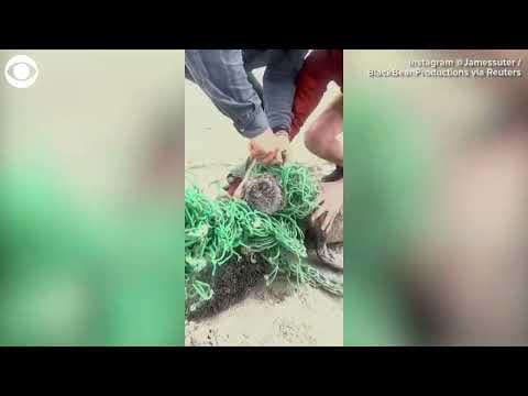Seal pups rescued from fishing net in South Africa