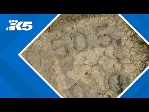 Mystery unearthed in Skagit County as historian works to identify lost graves