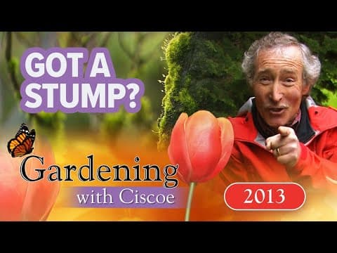 LOGGING IN! Transform Your Yard with Mossy Stumpery! | Gardening With Ciscoe | Full Episode