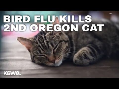 Second cat in Oregon dies of bird flu