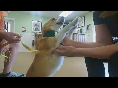 Experimental drug could slow aging in dogs