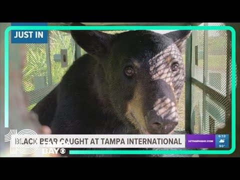 Black bear caught at Tampa International Airport