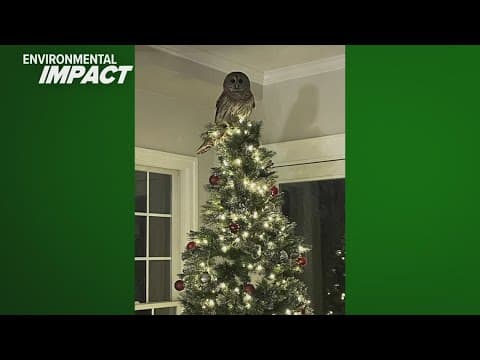 VIDEO: Barred owl flies into home as unexpected Christmas tree topper