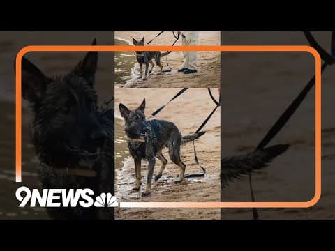 Police K9 killed in the line of duty: Should there be harsher penalties in Colorado?