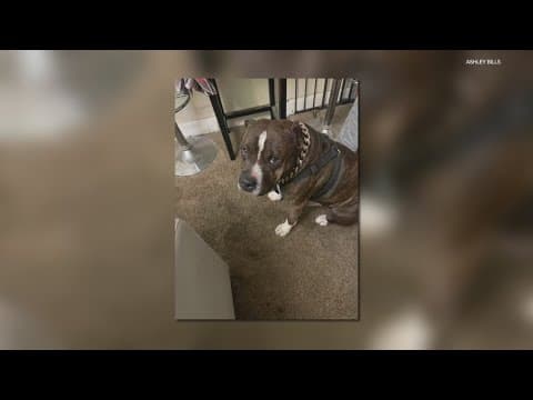 Owner speaks after IMPD officer shoots their dog