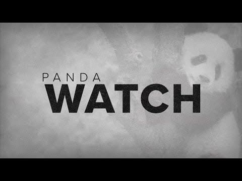 Could the giant pandas return to DC? National Zoo in talks with China Wildlife Conservation Associat